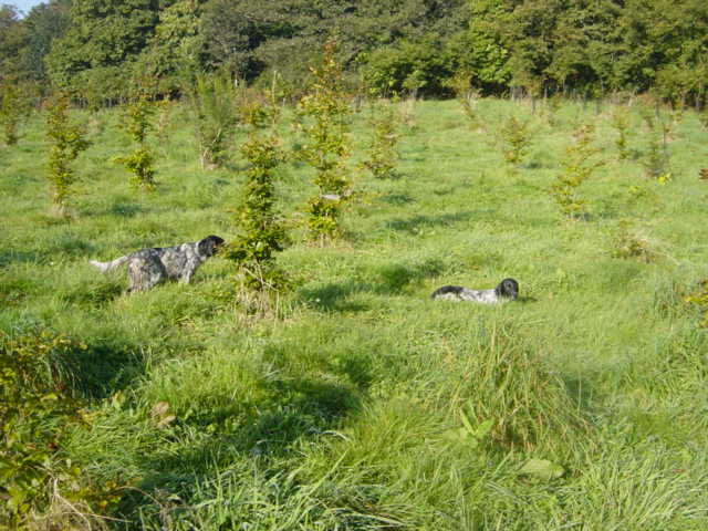 Bell de la Plaine de Caudan