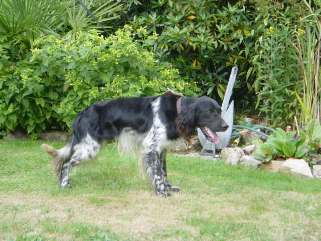 Balou de la Plaine de Caudan