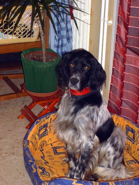 Benji de la Plaine de Caudan