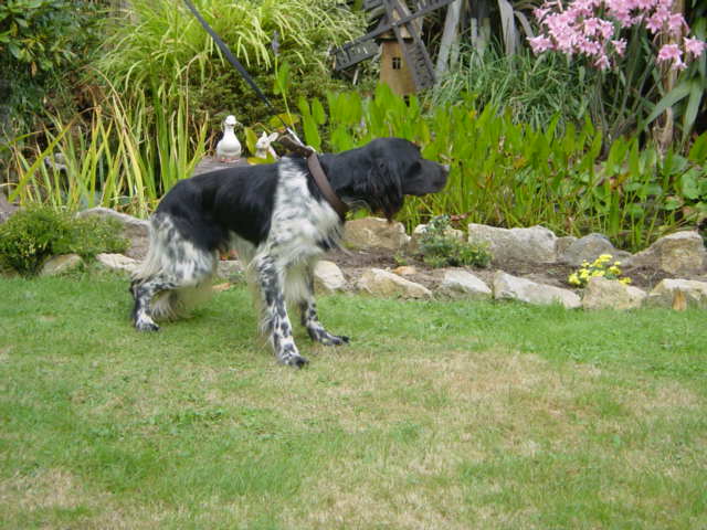 Baloo de la Plaine de Caudan