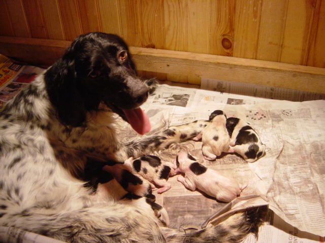 les chiots de bell