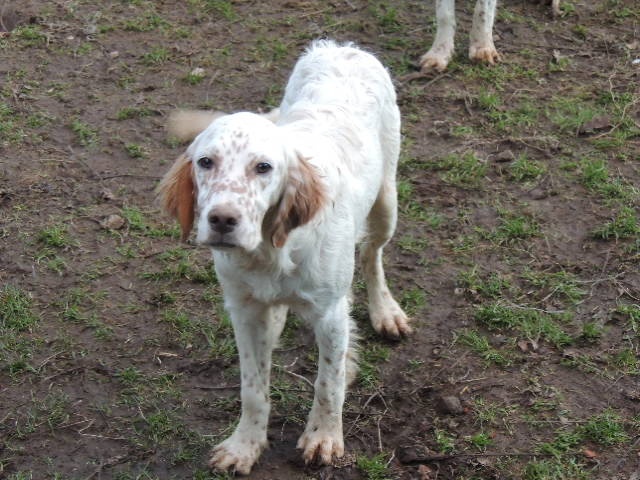 Chiot Setter Anglais de la Plaine de Caudan