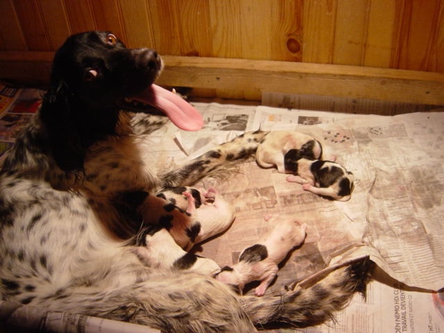 Chiot Setter Anglais de la Plaine de Caudan